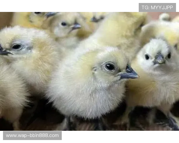 结合分分快三基本走势分析提升中奖概率的实用策略指南